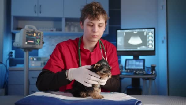 年轻的男性兽医对约克郡泰瑞埃进行体格检查 兽医轻轻地检查毛皮 皮肤状况 这只小狗正在用医用尿布 高质量的4K镜头 — 图库视频影像