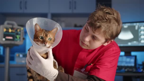 Dokter Hewan Jantan Muda Secara Lembut Memelihara Kucing Benggala Dewasa — Stok Video
