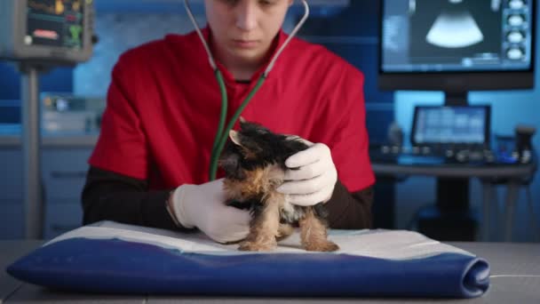 Veterinário Jovem Masculino Competente Está Ouvindo Batimento Cardíaco Yorkshire Terrier — Vídeo de Stock