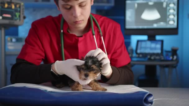 男性の若い獣医は ヨークシャー テリアの頭の皮膚の状態を注意深く調べます 医者はラテックス医療用手袋で子犬を優しくペット化します 高品質4K映像 — ストック動画