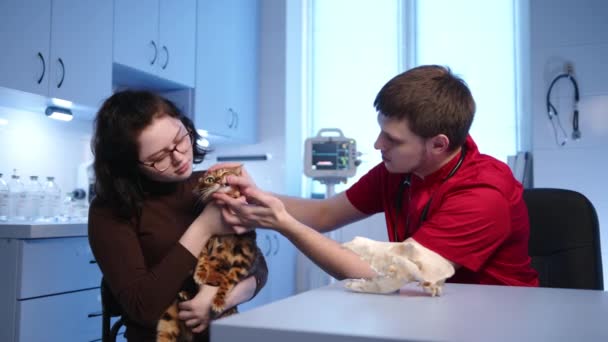 Veterinário Masculino Realiza Check Médico Estrutura Mandíbula Gato Bengala Adulto — Vídeo de Stock