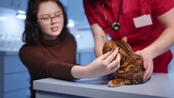男性有資格獣医は現代の診療所でベンガル猫の健康診断を行っている 獣医は足を調べます 女性の所有者は手順を観察します 高品質4K映像 — ストック動画