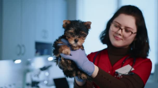 若い女性獣医師が優しく青い医療用手袋で腕を伸ばしヨークシャーテリアの子犬を保持し ペット犬とペットで笑顔 高品質4K映像 — ストック動画