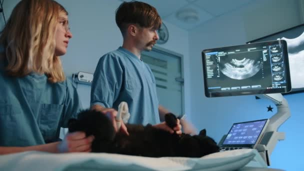 Ein Tierarzt Erklärt Der Krankenschwester Etwas Während Mit Dem Finger — Stockvideo
