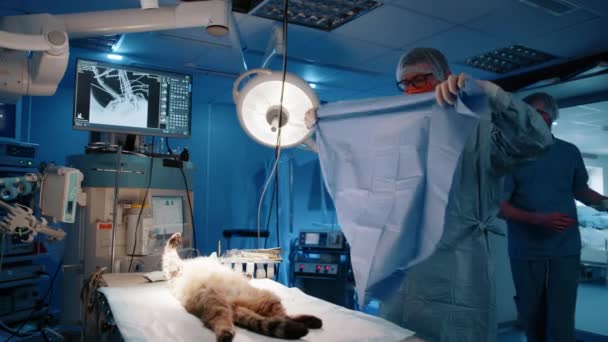 手術前に手術組織で鎮静猫を覆う獣医師 彼らは手術を始めようとしている 看護師は彼らが使用する機器のセットをもたらすことによって彼らを支援します — ストック動画