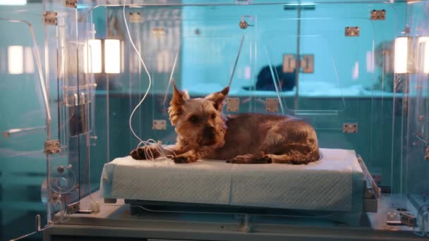 Pequeno Cão Marrom Que Põe Uma Câmara Oxigênio Vidro Uma — Vídeo de Stock