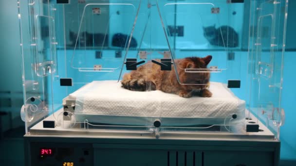 一只棕色的猫坐在兽医诊所的玻璃氧室里 盒子里的猫看上去很平静 很放松 这只猫的头微微向左移动 — 图库视频影像