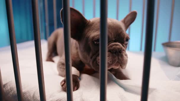 Primer Plano Perro Pequeño Marrón Acostado Pacientemente Una Jaula Perro — Vídeos de Stock