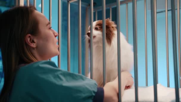兽医在临时诊所的狗笼里爱抚一只快乐的小狗 这只狗嚎叫了好几次 医生这样做是为了获得信任 高质量的4K镜头 — 图库视频影像