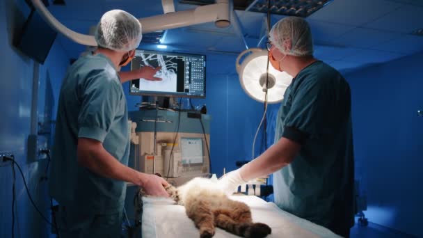 Ένας Κτηνίατρος Συμβουλεύεται Μια Νοσοκόμα Για Πρόκειται Κάνουν Περαιτέρω Κοιτάζοντας — Αρχείο Βίντεο