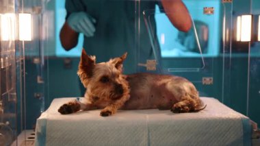 Bir veteriner, köpeklerin sağ bacağına tüp takmak için oksijen odasını açıyor. Kutudaki köpek biraz korkmuş görünüyor. Doktor köpeği karavana koyuyor..
