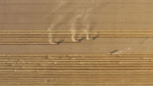Erntemaschinen Einem Riesigen Landwirtschaftlichen Betrieb Drohnenaufnahmen Von Maschinen Die Weizenfeldern — Stockvideo