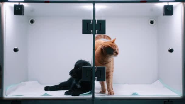 兽医诊所的一只猫和一只狗在动手术前坐在医院里 这只猫是亮橙色的 狗的毛色较深 猫不在时 狗看起来很紧张 — 图库视频影像