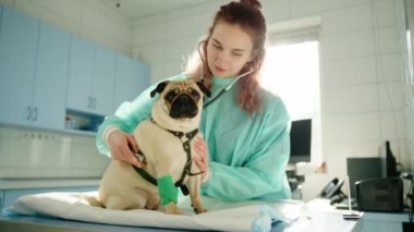 Veteriner, pug ciğerlerini dinlerken o da öylece oturup ileriye bakar. Pug kafasını hafifçe merakla eğiyor. Yüksek kalite 4k görüntü