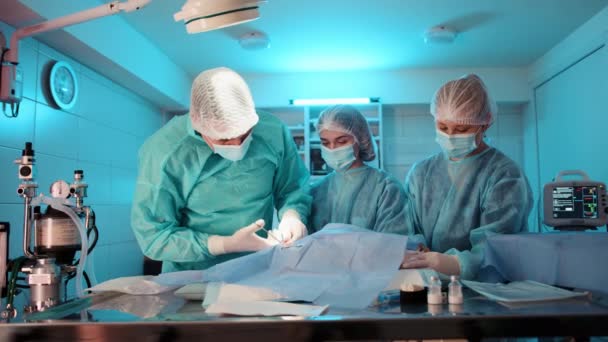 医生在医生的帮助下正在做手术 护士们通过提供设备和将猫固定在适当的位置来帮助他 高质量的4K镜头 — 图库视频影像