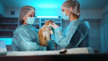 Hemşire ameliyattan sonra bir kediyi tutarken diğer hemşire de durumunu kontrol ediyor. Turuncu kedi sağlıklı görünüyor. Yüksek kalite 4k görüntü