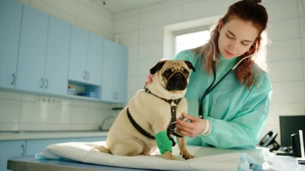 Der Tierarzt Hört Möpsen Während Sie Still Sitzen Und Blickt — Stockvideo