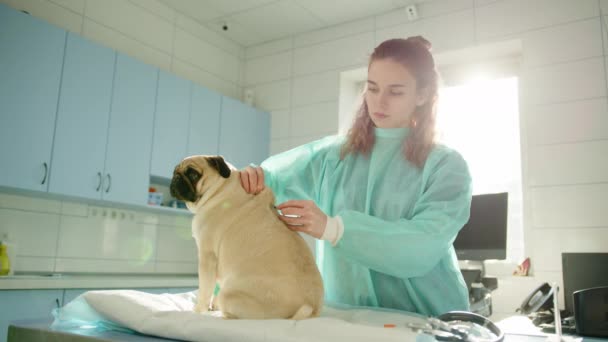 Veterano Injeta Pug Com Medicina Para Ajudar Com Dor Pug — Vídeo de Stock