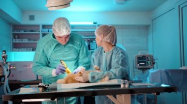 Doktor, kedinin vücudunun aşağısındaki ameliyat bölgesinden kürk alıyor. Hemşire kediyi tutarak doktora yardım eder. Yüksek kalite 4k görüntü