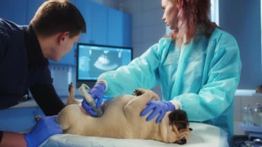 Doktor ve hemşire ultrason cihazının ekranını yakından izliyor. Hemşire, Veterinere köpekleri yerine yerleştirerek yardım ediyor. Pug sırt üstü yatıyor. Yüksek kalite 4k görüntü