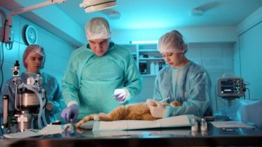 Doktor proseeds ameliyatı yaparken hemşire de kediyi tutarak ona yardım ediyor, ağır çekimde. Ameliyathanedeler. Yüksek kalite 4K görüntü