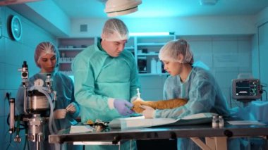 Doktor ve hemşireler ameliyata hazırlanmak için kediyi şırıngayla sakinleştirir. Burse iğneyi yaparken doktora yardım ediyor. Yüksek kalite 4k görüntü