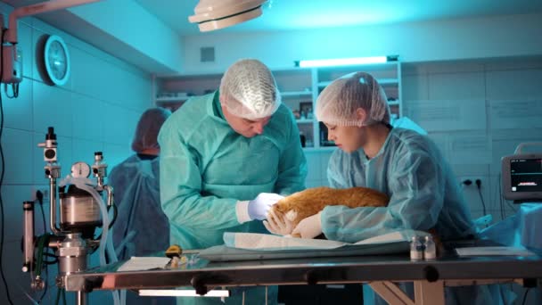 医者と看護師は操作を通過するオレンジ猫を準備します 看護師は猫を押さえ 医者は猫を準備する 高品質4K映像 — ストック動画