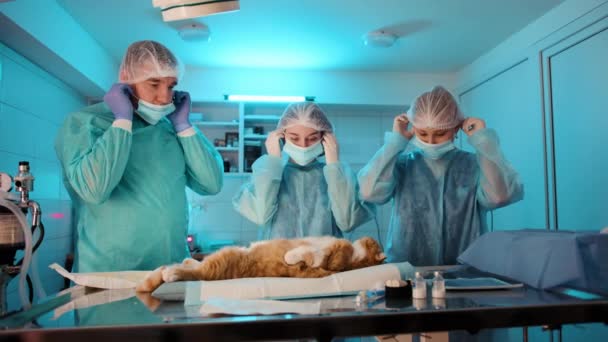医生和护士们在动手术前都戴上了口罩 他们马上就要开始猫的手术了 高质量的4K镜头 — 图库视频影像
