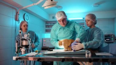 Doktor daha detaylı muayene için kedinin kulaklarını kontrol ettikten sonra yerini değiştirdi. Hemşire kediyi tutarak veterinere yardım ediyor. Yüksek kalite 4k görüntü
