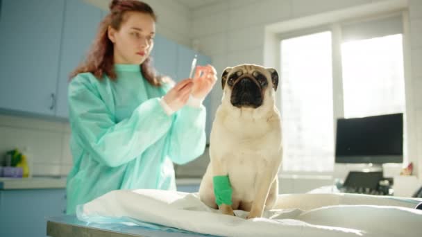 Κτηνίατρος Προετοιµάζει Σύριγγα Φάρµακο Και Εγχέει Μέσα Στο Pug Σκυλί — Αρχείο Βίντεο