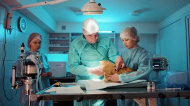 Doktor ve hemşireler ameliyat etmeden önce kediyi kontrol ederler. Doktor incelerken turuncu kutu öylece duruyor. Yüksek kalite 4k görüntü