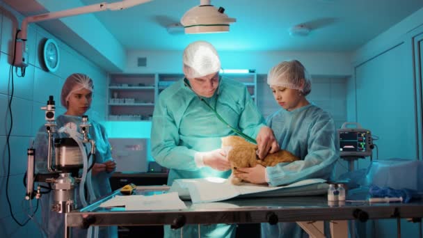 Médico Enfermeiros Realizam Check Gato Antes Fazer Operação Nele Lata — Vídeo de Stock