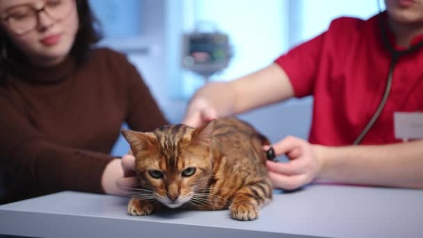 オスの獣医師は聴診器を使ってベンガル猫の心臓の鼓動を聞く ペットの飼い主がペットを飼っている 猫は静かにテーブルの上に横たわっている 高品質4K映像 — ストック動画