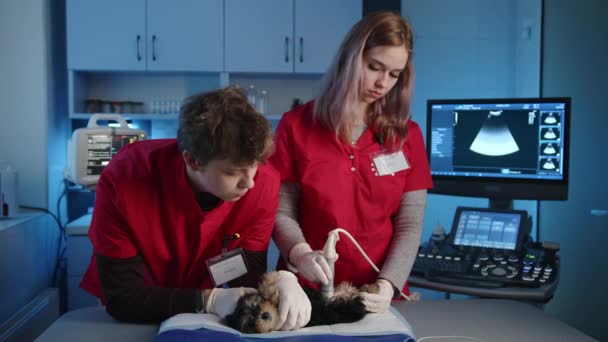 两名年轻的男性和女性兽医使用超声波系统检查约克郡泰瑞埃的健康状况 体格检查在设备齐全的办公室进行 高质量的4K镜头 — 图库视频影像