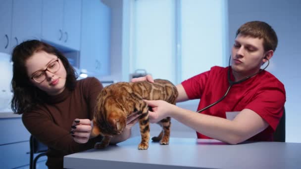 Ветеринар Мужчина Проводит Медицинский Осмотр Бенгальской Кошки Слушающей Сердцебиение Стетоскопом — стоковое видео