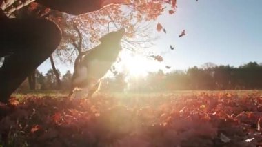 Parkta sevimli Border Collie 'siyle oynayan neşeli, beyaz bir adamın yakın plan fotoğrafı. Aktif, oyuncu köpek açık havada sabahın tadını çıkarıyor. Yüksek kaliteli FullHD görüntüler