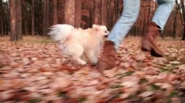 Şirin, küçük bir köpeğin portresi güzel bir doğal ortamda koşuyor. Aktif, tanınmayan bir kadın dışarıda Pomeranya köpeğini gezdiriyor. Yüksek kaliteli FullHD görüntüler