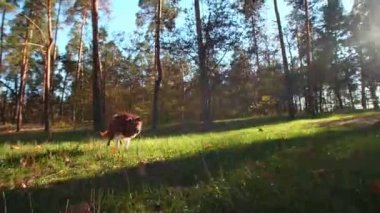 Akıllı evcil hayvan, arka planda parlak gün doğumu eğitiminin keyfini çıkarıyor. Parktaki yemyeşil çayır boyunca koşan Border Collie köpeğinin yakın çekimi. Yüksek kaliteli FullHD görüntüler