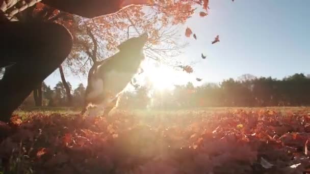 Parkta Sevimli Border Collie Siyle Oynayan Neşeli Beyaz Bir Adamın — Stok video