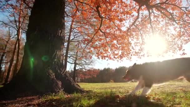Zabawny Border Collie Biegający Wokół Wysokiego Drzewa Liściastego Kolorowych Liści — Wideo stockowe