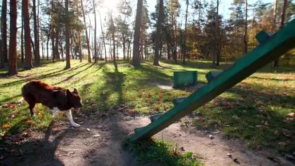 Hermoso Inteligente Entrenamiento Cachorros Dentro Del Pintoresco Parque Otoño Con — Vídeos de Stock