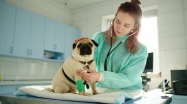 Veteriner, pug ciğerlerini dinlerken kafasında okşuyor ve gülümsüyor. Sakin ve sakin bir boksör ileriye bakar. Yüksek kalite 4k görüntü