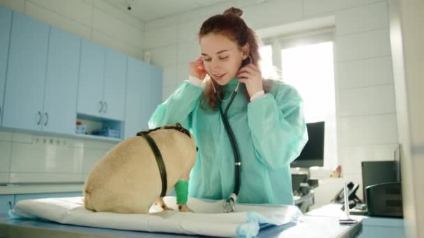 兽医放一个听诊器听一个呕吐的内脏器官 呕吐物和医生在一间白色明亮的办公室里 高质量的4K镜头 — 图库视频影像