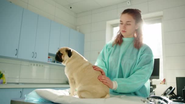 Vétérinaire Caressant Carlin Pour Garder Calme Pour Les Procédures Venir — Video