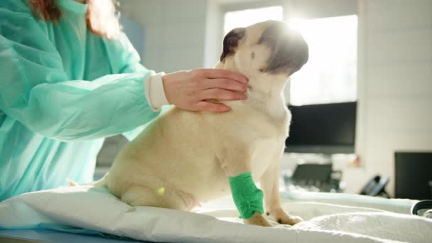 Veterinário Massageia Pug Para Tratar Para Encontrar Seguida Consertar Lesões — Vídeo de Stock