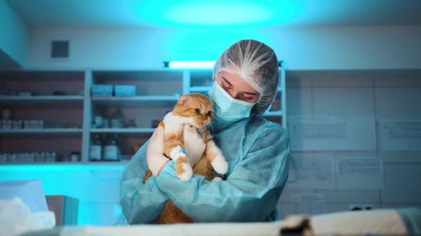 看護師は手術後に猫を回復させています 猫を落ち着かせ手術後にリラックスさせる看護師高品質4K映像 — ストック動画