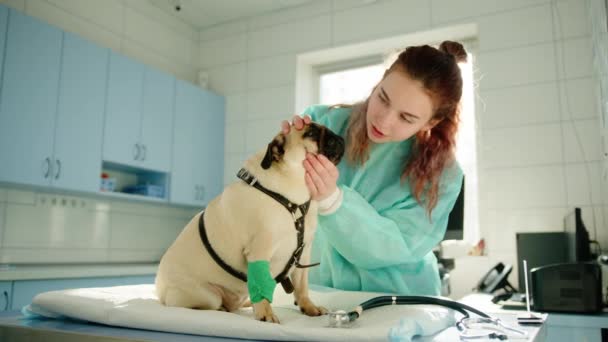 Veterinarian Pets Pug Checking Its Eyes Doctor Uses Stethoscope Listen — Stock Video