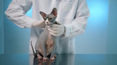 Laboratuvar önlüklü ve tıbbi eldivenli erkek veteriner nazikçe Sphynx kedisi besliyor. Heyecanlı evcil hayvan sessizce masaya oturup kuyruğunu sallıyor. Dolabın mavi arka planı. Yüksek kalite 4k görüntü