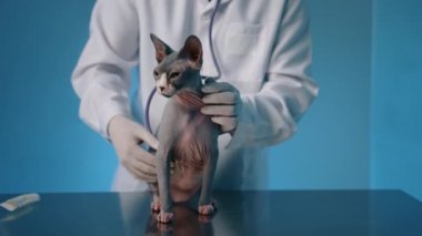 Değer veren erkek veteriner veteriner veteriner veteriner kliniğinde steteskoplu yetişkin Sphynx kedisinin kalbini dinler. Kedi masaya oturur, gözlerini kısarak bakar, huzursuzca davranır, kuyruğunu sallar. Yüksek kalite 4k görüntü