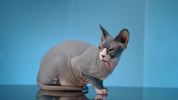 在兽医诊所 满满一针水汪汪的成年Sphynx猫坐在桌子上 灰猫摇尾巴 斜视着眼睛 蓝色背景 高质量的4K镜头 — 图库视频影像